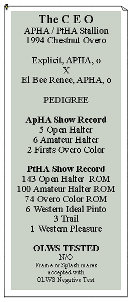 Text Box: The C E O
APHA / PtHA Stallion
1994 Chestnut Overo 

Explicit, APHA, o
X
El Bee Renee, APHA, o

PEDIGREE

ApHA Show Record
5 Open Halter
6 Amateur Halter
2 Firsts Overo Color

PtHA Show Record
143 Open Halter  ROM
100 Amateur Halter ROM
74 Overo Color ROM
6 Western Ideal Pinto
3 Trail
1 Western Pleasure

OLWS TESTED
N/O
Frame or Splash mares
accepted with 
OLWS Negative Test

