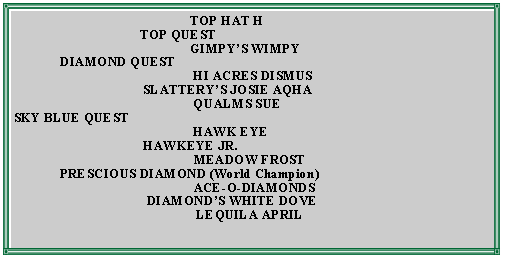 Text Box:                                                      TOP HAT H                                      TOP QUEST                                                     GIMPYS WIMPY              DIAMOND QUEST                                                      HI ACRES DISMUS                                       SLATTERYS JOSIE AQHA                                                      QUALMS SUESKY BLUE QUEST                                                      HAWK EYE                                       HAWKEYE JR.                                                       MEADOW FROST              PRESCIOUS DIAMOND (World Champion)                                                      ACE-O-DIAMONDS                                        DIAMONDS WHITE DOVE                                                       LEQUILA APRIL