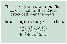 Text Box: These are just a few of the fine colorful babies that Quest  produced over the years.Three daughters carry on the line:Patriotic QuestMy Gal QuestBobbie Jo Quest